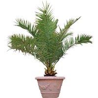 Canary Island Date Palm Tree - Evergreen Architectural Phoenix Canariensis, Rhs Award, 1.5M-5M