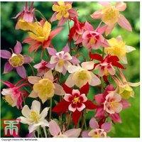 Aquilegia McKana Hybrid Flowering Perennial Plants - 3 or 6 Bare Root