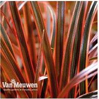 Uncinia Everflame Sedge Grass - Vibrant, Year-Round Perennial