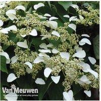 Hydrangea Anomala Petiolaris Climbing Shrub - RHS Award, 9cm Pot