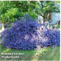 Ceanothus 'Blue Sapphire' Evergreen Shrub