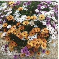 Trailing African Daisy 'Falling Stars' - Cascading Flowering Perennial for Baskets & Containers