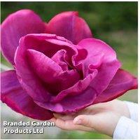 Magnolia Meganolia: Majestic Blooms for Your Garden