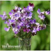 Sweet Pea 'Three Times As Sweet' Flowering Annual - 12 Plug Plants, Tricolour, Fragrant