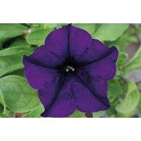 Petunia Surfina Collection - 5, 10, or 20 Plants