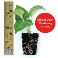 Fuchsia Giant Flowering Trailing Plug Plants - 5, 10 or 20 Mixed Varieties