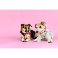 Pet Photoshoot With One Print At Love Photo