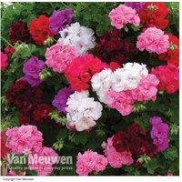 Trailing Geranium 'Rosebud' - Vibrant Blooms