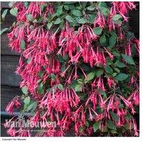 Fuchsia 'Eruption' - 5 Postiplugs