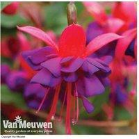 Fuchsia Hardy Plants - Vibrant Perennials