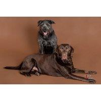 Pet Photoshoot with Time Lock Photography