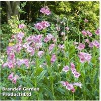 Penstemon 'Ice Cream' Hardy Perennial Flower Collection - Wildlife-Friendly, Long-Flowering, Easy Care