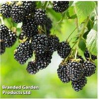 Blackberry 'Black Cascade' Thornless Fruiting Shrub - Compact, High-Yield Plants