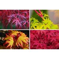Japanese Maple Collection - 4 Plant Bundle With 2-3L Pots!