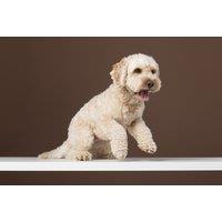 Pet Photoshoot - 7″x5″ Framed Picture - Two Front Teeth
