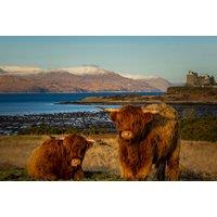 Isle Of Mull Getaway For 1 Or 2 - Wildlife Experience Option!