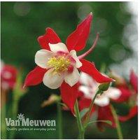 Aquilegia 'Red Dream' Perennial - 10 Blooms
