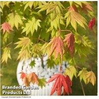 Acer Shirasawanum 'Moonrise' Japanese Maple