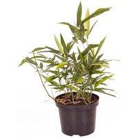 Black Bamboo 'Phyllostachys Nigra' - 3L Pot