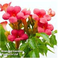Campsis 'Pink Panther' Climbing Vine