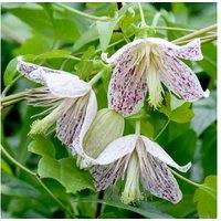 1 Or 2 Clematis Advent Bells