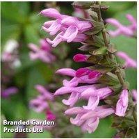 Salvia Amistad Pink Perennial - Trio of Tall Flowering Plants