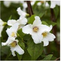 Philadelphus 'Belle Etoile' Shrub - Scented Blooms