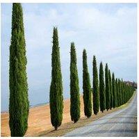 Italian Cypress Evergreen Trees - Up To 6 Hardy Columnar Plants