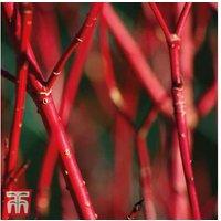 Vibrant Cornus Alba 'Sibirica' Plant Set