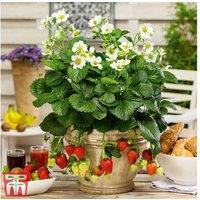 Strawberry Montana Ornamental Plants - Compact Fruiting Variety