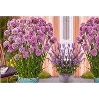 Allium 'Serendipity' Perennial Trio - Drought Tolerant, Rosy-Purple Blooms, 50cm Height