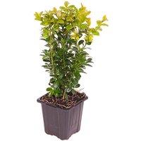 Box Hedging Plants In 9Cm Pots - Evergreen Shrubs