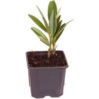 Laurel Hedging - Evergreen Prunus Shrub