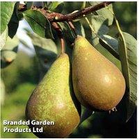 Dwarf Pear - Doyenne Du Comice Tree