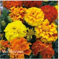 Radiant Marigold Zenith Garden Plants - 30 Flowers