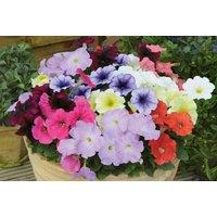 Petunia Frenzy Mixed Flowering Plants - 30 Pack Garden-Ready Annuals