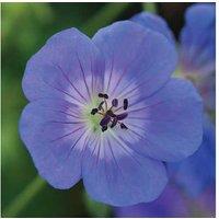 Hardy Perennial Geranium Rozanne - Flowering Garden Plant, 30cm Height