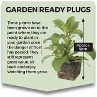 15 Dwarf French Bean 'Safari' Plants