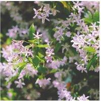 1 Or 2 Jasmine Pink Shower Plants