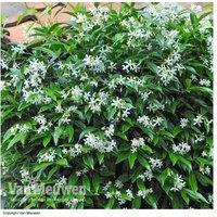 Star Jasmine (Trachelospermum jasminoides) Evergreen Flowering Climber - 9cm Pot