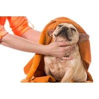 Cpd Accredited Online Basic Dog Grooming Course