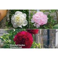 A Trio of Double Peony Perennial Plants
