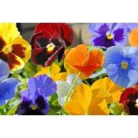Hardy Pansy Matrix Mix Plug Plants - Winter & Spring Flowering