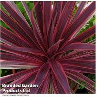 Cordyline Torbay Red Shrub - Evergreen Beauty