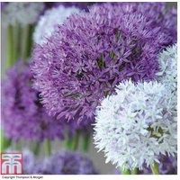 Allium 'Big Impact Mix' Flowering Bulbs - Tall Perennial, Mixed Colours, 90cm