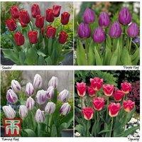 120 Spring Flowering Tulip Bulbs - Vibrant Mixed Varieties, 45cm Tall