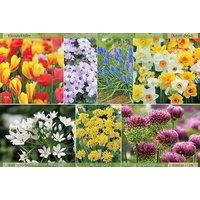 200 Spring Flowering Bulbs With Optional Empathy Bulb Starter 500G