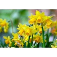 Up To 80 Daffodil Miniature Mixed Bulbs - 3 Options