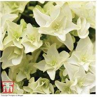 1 Or 2 Hydrangea Double Dutch Gouda