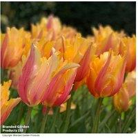 Up To 16 Tulip Flaming Memory Bulbs